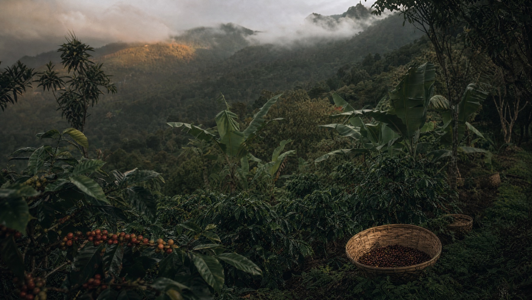 Highland coffee and spice plantation on the Munduk slopes, north Bali