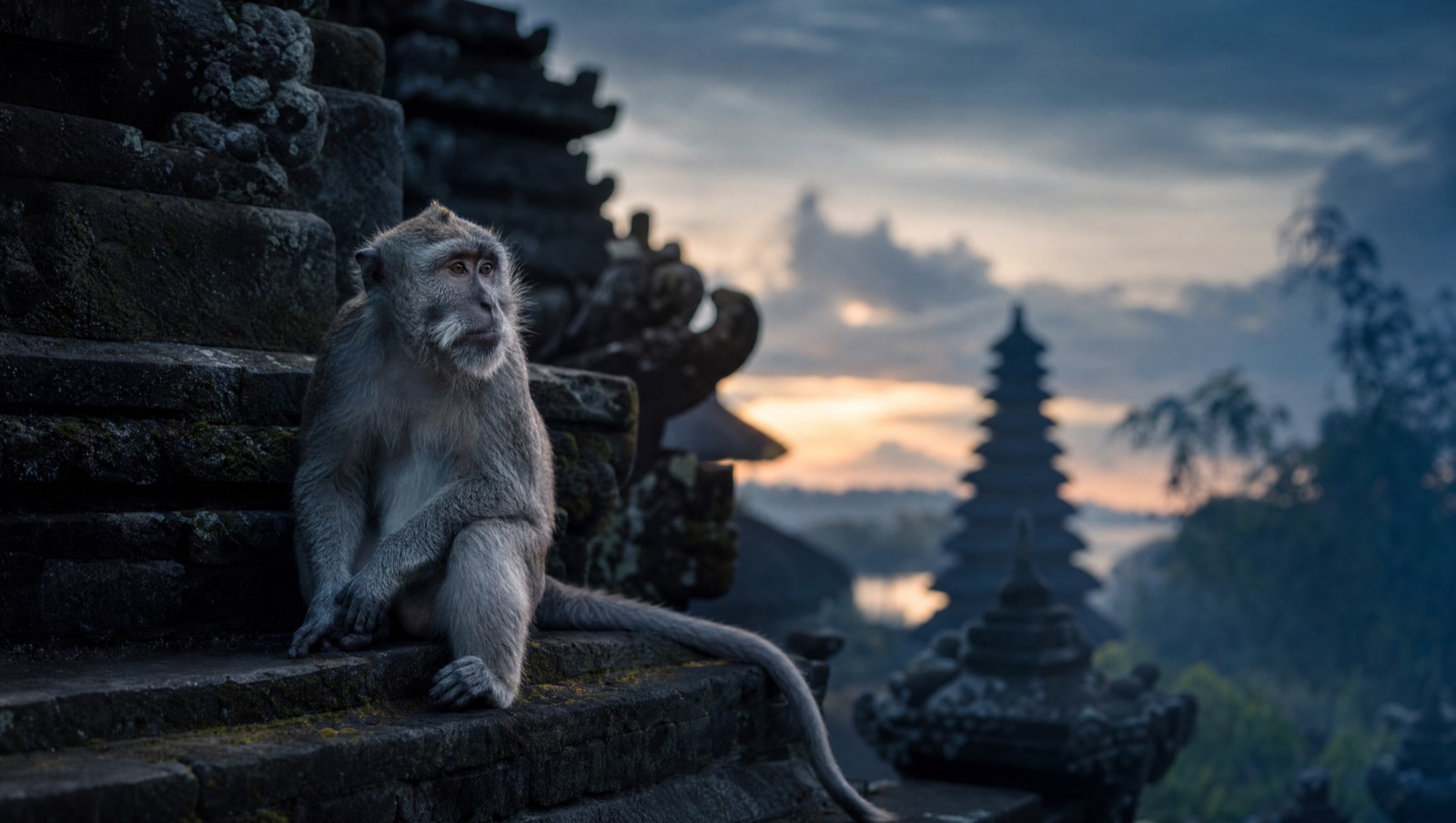 Long-tailed macaque on mossy temple steps in Bali