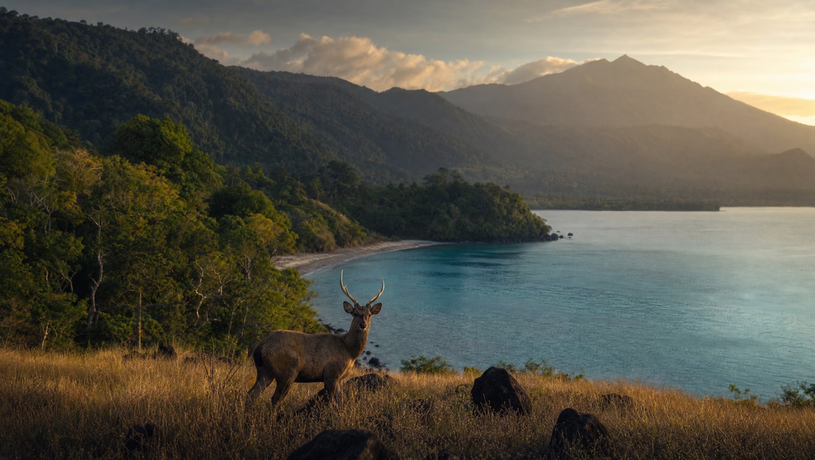 Savanna and bay in West Bali National Park with a wild deer